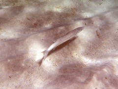 Great Barracuda Juvenile (8
